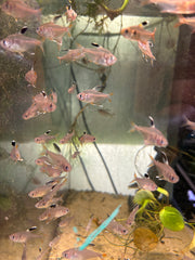 Rosy Tetra / Candy Cane Tetra (Hyphessobrycon rosaceus)